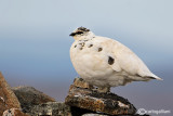Pernice bianca-Rock Ptarmigan (Lagopus mutus)