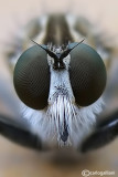 Asilidae sp