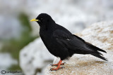 Gracchio alpino (Pyrrhocorax graculus)