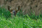 Capriolo-Roe Deer  (Capreolus capreolus)