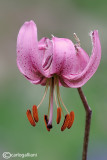 Lilium martagon