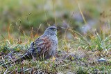 Sordone-Alpine Accentor (Prunella collaris)