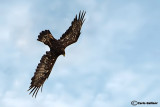 Aquila reale (Aquila chrysaetos)