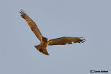 Biancone (Circaetus gallicus)