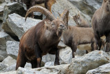 Stambecco-Alpine Ibex (Capra ibex)