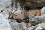 Stambecco-Alpine Ibex (Capra ibex)
