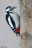 Picchio rosso maggiore-Great Spotted Woodpecker (Dendrocopos major))