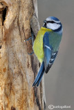 Cinciarella-Blue Tit(Cyanistes caeruleus)