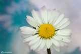 Psychedelic Marguerite