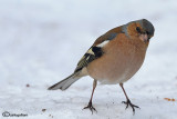 Fringuello- Chaffinch (Fringilla coelebs)