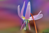 Erythronium dens-canis