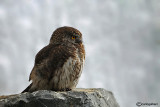 Civetta nana-Eurasian Pygmy Owl (Glaucidium passerinum)