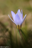 Crocus sp.