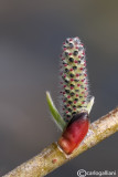 Salix sp.