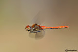 Sympetrum striolatum