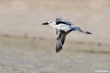 Droma - Crab Plover	(Dromas ardeola)	