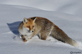 Volpe-Red Fox  (Vulpes vulpes)