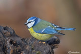 Cinciarella-Blue Tit(Cyanistes caeruleus)
