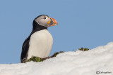 Pulcinella di mare-Atlantic Puffin (Fratercula arctica)