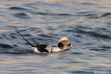 Moretta codona-Long-tailed Duck (Clangula hyemalis)