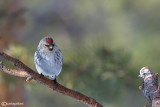 Organetto artico -Arctic Redpoll (Carduelis hornemanni)