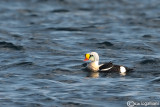 Re degli edredoni-King Eider (Somateria spectabilis)