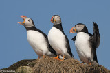 Pulcinella di mare-Atlantic Puffin (Fratercula arctica)