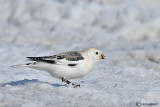 Zigolo delle nevi -Snow Bunting (Plectrophenax nivalis)