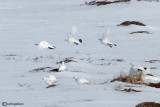 Pernice bianca nordica-Willow Grouse (Lagopus lagopus)