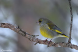 Verdone -European Greenfinch (Carduelis chloris)