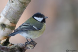 Cinciallegra -Great Tit (Parus major)