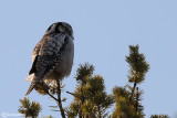 Ulula-Northern Hawk Owl (Surnia ulula)