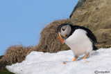 Pulcinella di mare-Atlantic Puffin (Fratercula arctica)