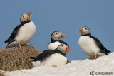 Pulcinella di mare-Atlantic Puffin (Fratercula arctica)