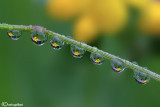 Spring in drops