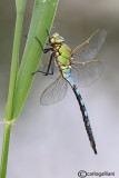 Anax imperator male