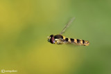 Spharophoria scripta