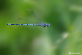 Coenagrion puella male