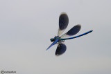 Calopteryx splendens male