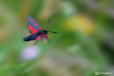 Zygaena filipendula