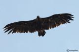 Avvoltoio monaco -Black Vulture (Aegypius monachus)