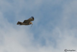 Biancone-Short-toed Eagle (Circaetus gallicus)