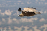 Grifone - Griffon Vulture (Gyps fulvus)