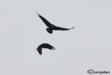 Aquila imperiale spagnola - Spanish Imperial Eagle (Aquila adalberti) & Avvoltoio monaco -Black Vulture (Aegypius monachus)