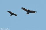 Aquila imperiale spagnola - Spanish Imperial Eagle (Aquila adalberti)