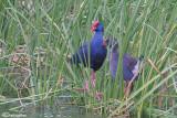 Pollo sultano-Purple Swamphen (Porphyrio porphyrio)