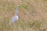 Airone guardabuoi-Cattle Egret (Bubulcus ibis)