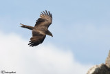 Nibbio bruno-Black Kite (Milvus migrans)