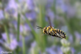 Anthidium sp.