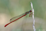 Ceriagrion tenellum male